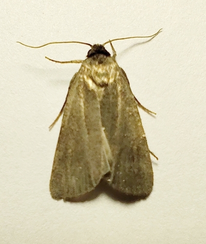 Athetis lepigone