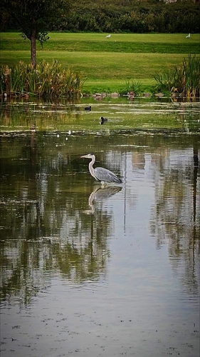 Grey Heron