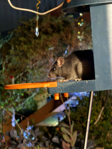 Black Rat