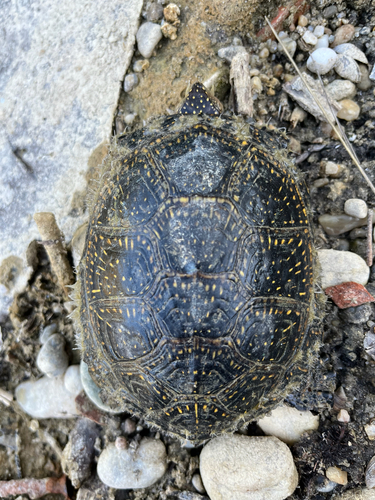European Pond Turtle