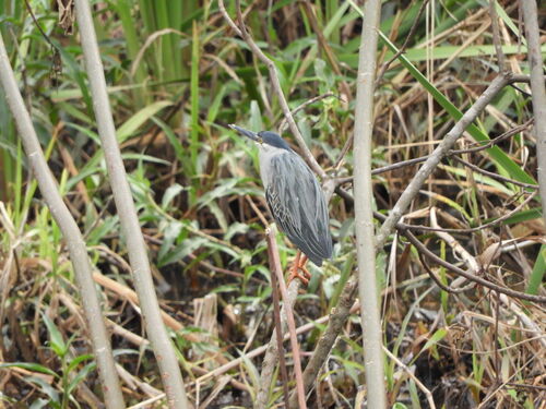 Striated Heron