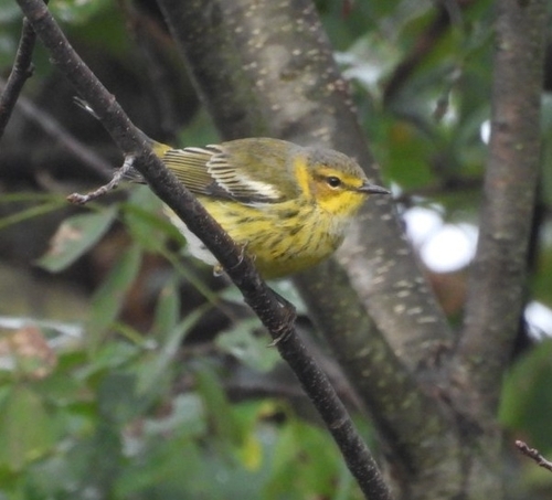 Cape May Warbler