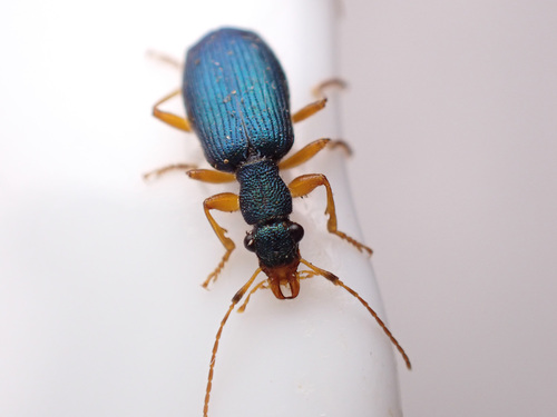 chine beetle