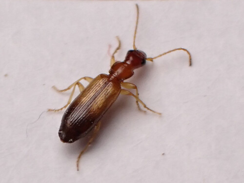 Paradromius linearis