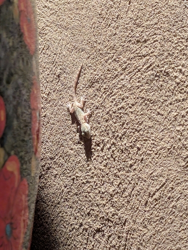 Moorish Gecko