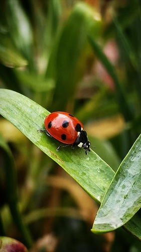 Seven-spotted Lady Beetle