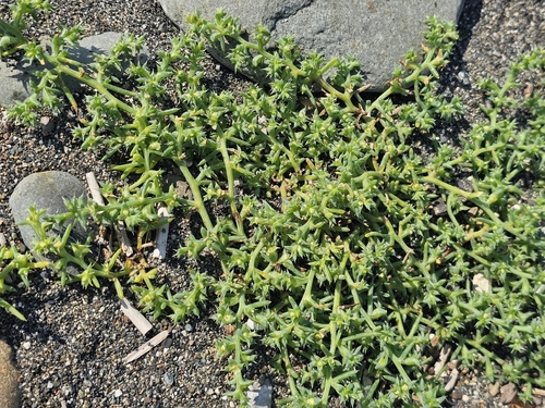 Salsola kali, photograph 2