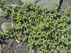 Salsola kali, photograph (c) Анна, some rights reserved (CC BY)