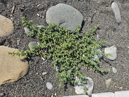 Salsola kali, photograph 3