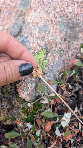 Eriogonum umbellatum, photograph 2