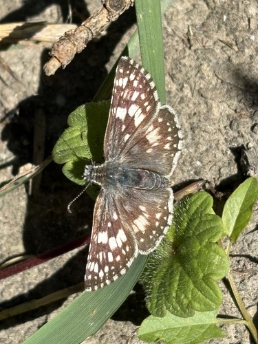 Common Checkered-Skipper