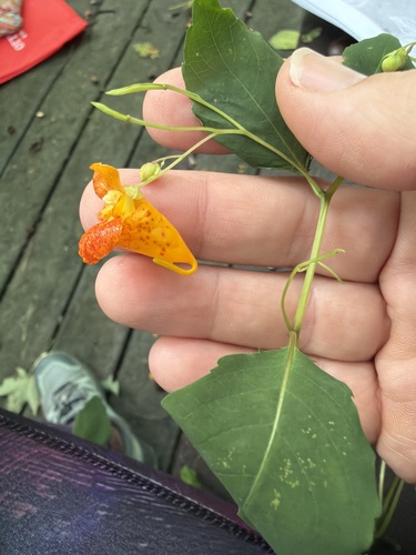 common jewelweed