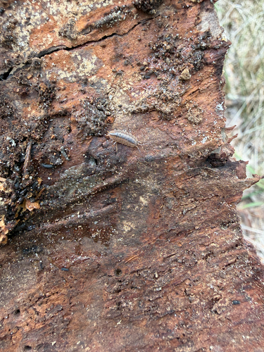 Oak Woodlouse