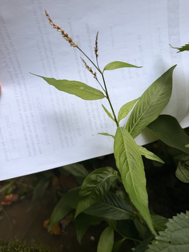 low smartweed