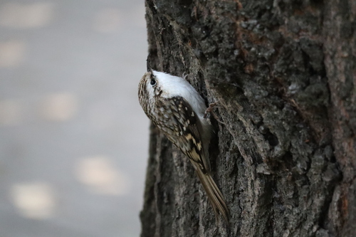 Eurasian Treecreeper