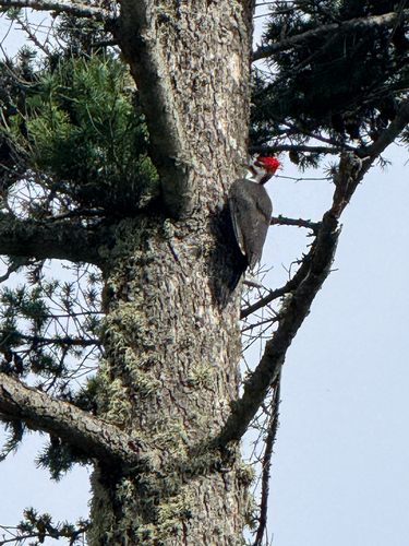 Pileated Woodpecker