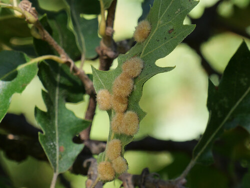 Dryomyia circinans