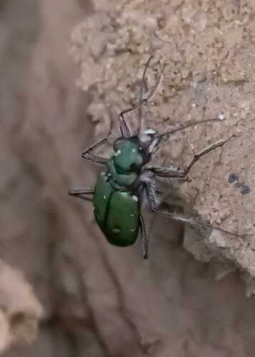 Green Tiger Beetle
