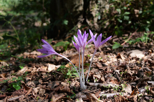 Autumn Crocus