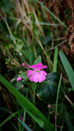 red campion