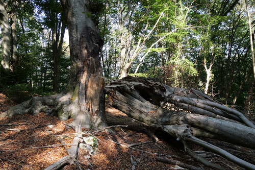 European beech