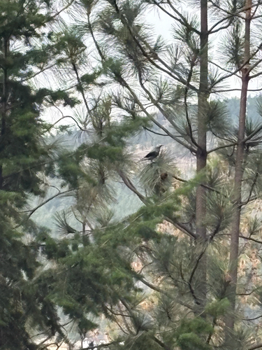 Clark's Nutcracker