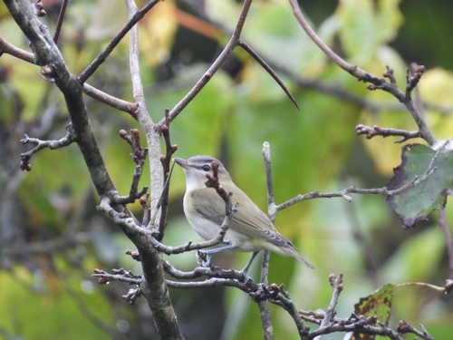 Red-eyed Vireo