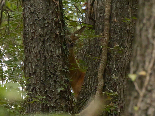Western Roe Deer
