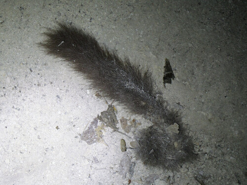 European Fat Dormouse