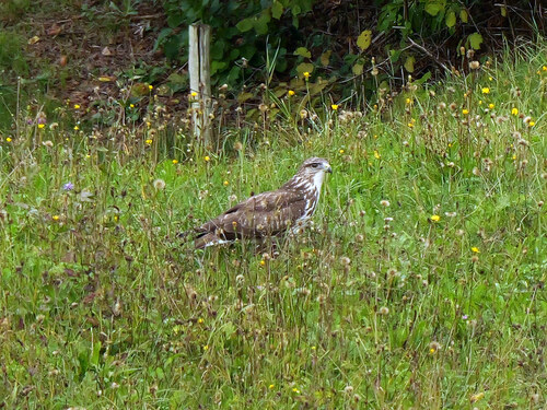 Common Buzzard