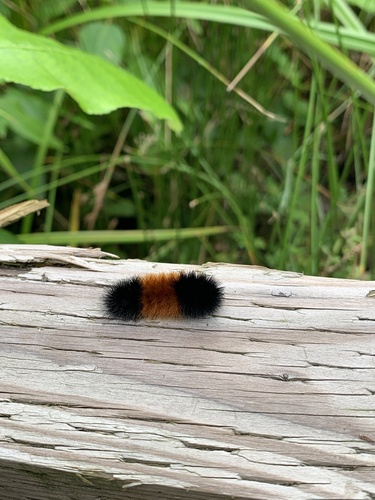 Isabella Tiger Moth