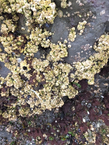 Pacific Acorn Barnacle