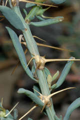 Sclerolaena muricata muricata