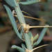 Sclerolaena muricata muricata - Photo (c) Chris Lindorff, alguns direitos reservados (CC BY), uploaded by Chris Lindorff