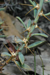 Sclerolaena muricata muricata