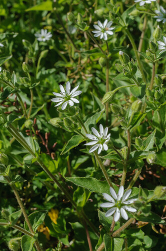 Water Chickweed