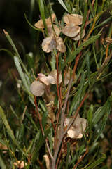 Dodonaea viscosa angustissima