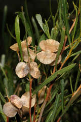 Dodonaea viscosa angustissima