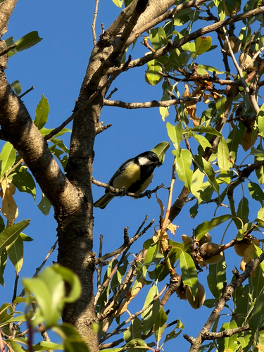 Great Tit