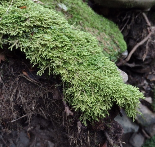 Porella cordaeana, 2026-09-11