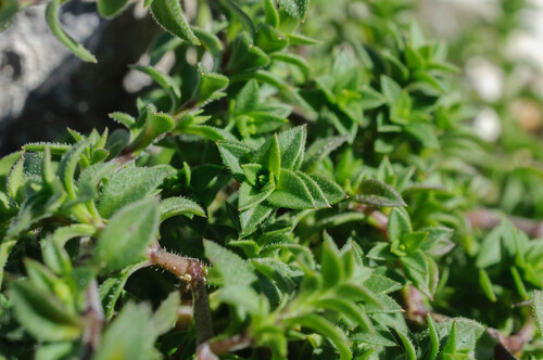 Gothic sandwort