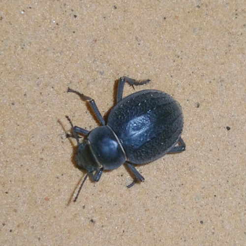 Arabian Darkling Beetle