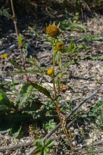 Greater Bur-marigold