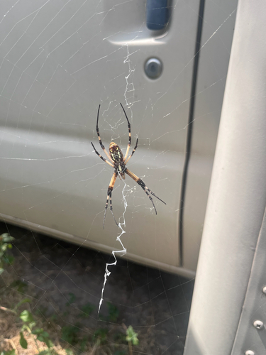 Yellow Garden Spider