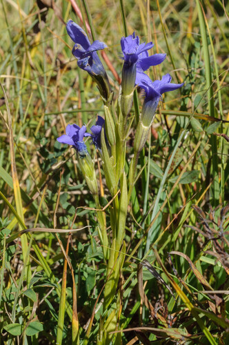 Fringe-flowered Gentian