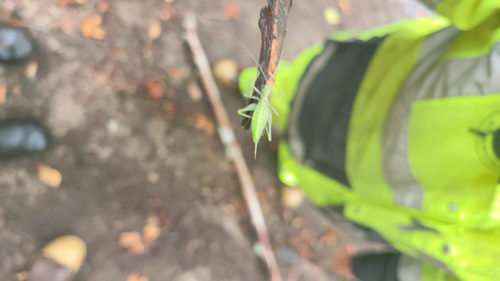 Southern Oak Bush-cricket