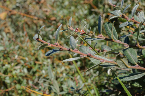 Creeping Willow