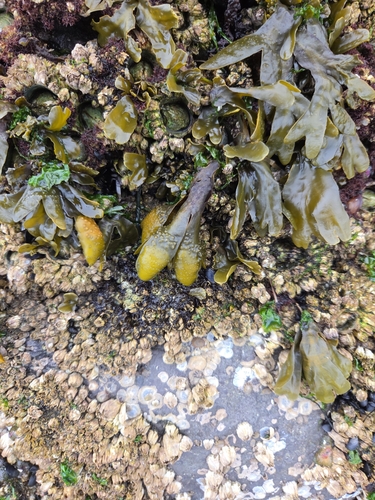 Rockweed