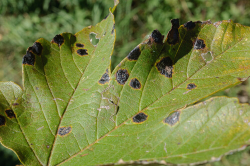 Black Tar Spot