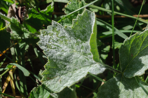 Umbellifer Powdery Mildew